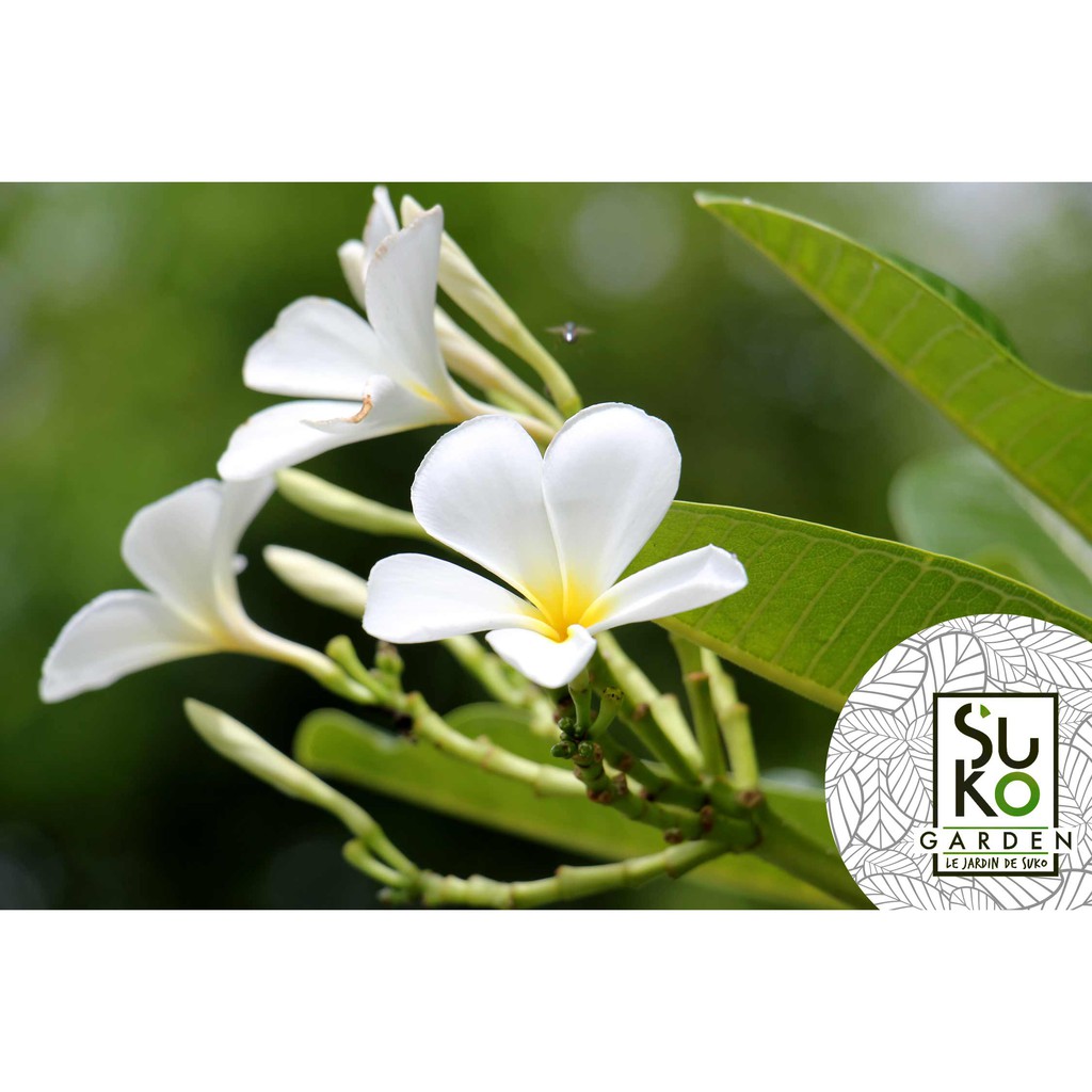 ต้นลีลาวดี พันธุ์ขาวพวง(White Plumeria | Frangipani)| ขายเป็นต้นในถุงดำ |ขายเป็นชุด ชุดละ 3 กิ่งชำ| ไม้ประดับ | สมุนไพร