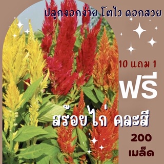 เมล็ดพันธุ์ ดอกสร้อยไก่ 200เมล็ด Celosia สร้อยไก่ คละสี ✅ราคาถูก🪴ปลูกง่าย ดอกสวยมาก🔥ซื้อ10แถม1 คละได้🔥