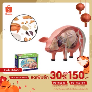 4D Vision หุ่นจำลองหมู 4 มิติ