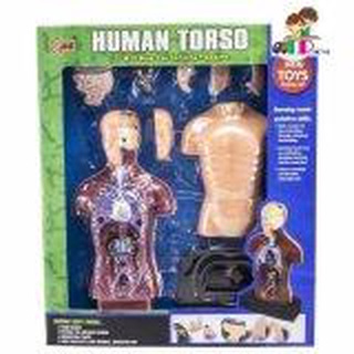 T.P.TOYS  วิทยาศาสตร์แสนสนุก  ของเล่นเด็กชุดวิทยาศาสตร์ Human Torso