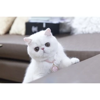 Pinkpawpal ผงขจัดคราบเหลือง เชื้อรา BLING BLING POWDER 150กรัม