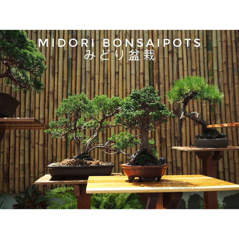 sekka hinoki bonsaii
