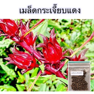 เมล็ดพันธุ์กระเจี๊ยบ กระเจี๊ยบแดง พันธุ์ซูดานแท้ 150 เมล็ด [10 แถม 1 คละได้]