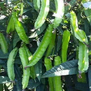 เมล็ดถั่วพู 10 เมล็ด [ 5เเถม1คละได้]