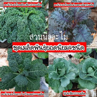 เมล็ดพันธฺุ์คะน้าใบหยิกKaleยอดนิยม4ชนิด(มีเก็บเงินปลายทาง)