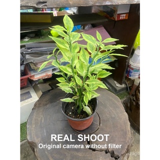 REAL LIVE PLANT VARIEGATED LITTLE BIRD FLOWER PLANT WITH FLOWER POT通心菜/seeds/木瓜/母婴/儿童/园艺/香菜/花园/玫瑰/种子/ SFAC