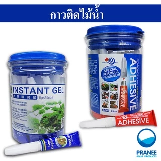 คริสมาสต์ มอส (Christmas Moss) พันตะแกรงและเกาะหิน ต้นไม้น้ำ ต้นไม้น้ำตกแต่งตู้ปลา ***กรุณาอ่านรายละเอียดก่อนสั่งซื้อ***