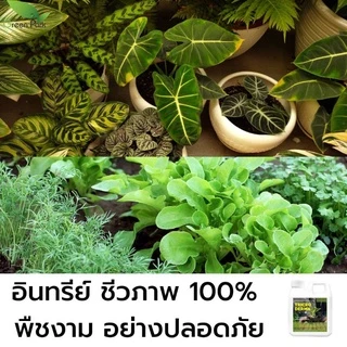 ไตรโคเดอร์มา เชื้อสด ชนิดน้ำ ขนาด 5 ลิตร ควบคุมโรค เชื้อรา ราก โคนเน่า ใบหงิก แคงเกอร ใบจุด ชีวภาพ ไม้ด่าง Trichoderma