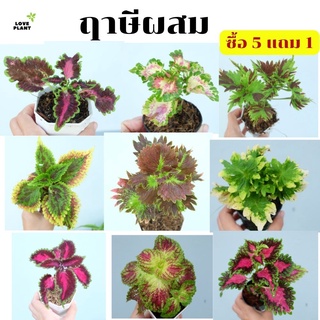 ฤาษีผสม ต้นฤาษีผสม ฤษีผสม coleus ต้นใหญ่พุ่มแน่น ต้นไม้มงคล ไม้มงคล ฟอกอากาศ กระถาง3 นิ้วชุดที่ 2