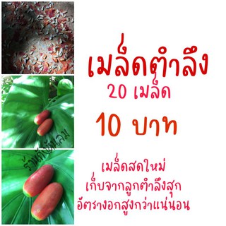 เมล็ดตำลึง20เมล็ด10บาท เก็บจากผลสุก อัตรางอกสูง