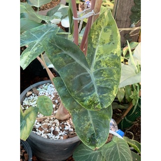 พริ้งดรากอน (Alocasia Pink Dragon) *ไม้เขียว* ลุ้นด่าง