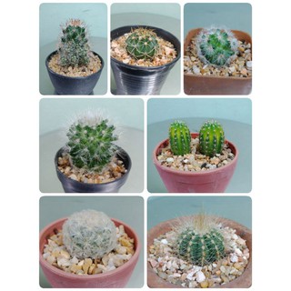 กระบองเพชร #cactus🌵🌵