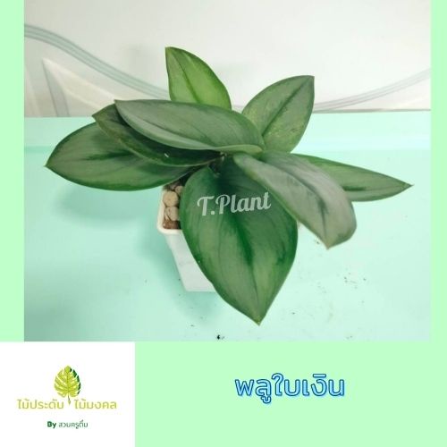 พลูใบเงิน กระถาง 4 นิ้ว ไม้ประดับ ไม้มงคล บนโต๊ะทํางาน เสริมดวงเฮง ชีวิตราบรื่น มีความสุข มีคนรักคนหลงจัดส่งพร้อมกระถาง