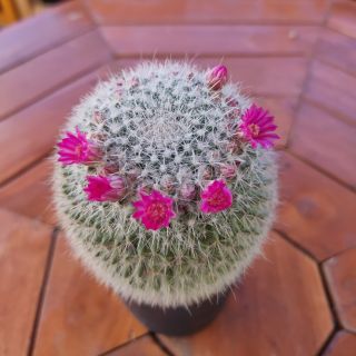 แมมแม่เฒ่า หรือแมมฮาเนียน่า 🌵(Mammillaria Hahniana)🌵