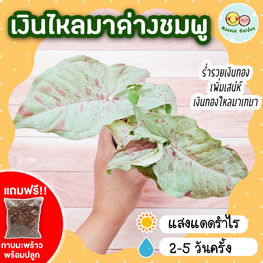 เงินไหลมาด่างชมพู กระถาง 3 นิ้ว [แถมกาบมะพร้าวพร้อมปลูก] Syngonium Milk Confetti ออมชมพูมิวค์ มิ้วคอ