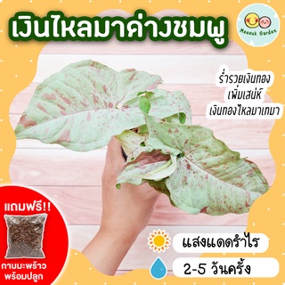 เงินไหลมาด่างชมพู กระถาง 3 นิ้ว [แถมกาบมะพร้าวพร้อมปลูก] Syngonium Milk Confetti ออมชมพูมิวค์ มิ้วคอน มิลล์ คอนเฟททิ