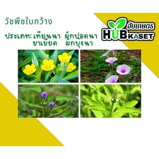 จาร์วิส 1ลิตร (โคลมาโซน+โพรพานิล) ใช้หลังวัชพืชงอก คุมวัชพืชในนาหว่านน้ำตม ทั้งใบแคบ ใบกว้างและกก