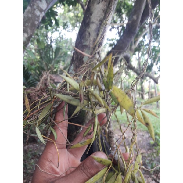 เถาสรนาราย เถาละ 68 บาท