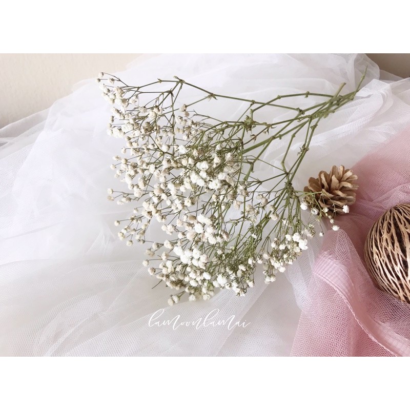 ดอกไม้แห้งยิปโซสีขาว (อยู่ได้นานมาก)