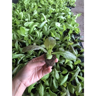 สลัด เรดคอส (Red Cos Lettuce)  ต้นกล้าพร้อมปลูก  กล้าละ 10 บาท