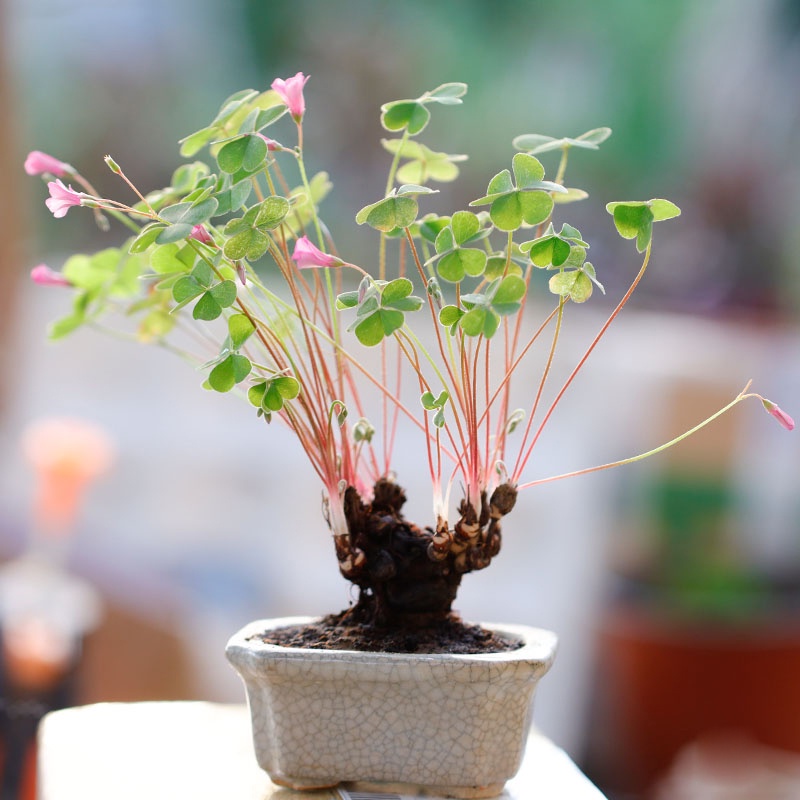 อ็อกซาลิส อาร์ติกคูลาต้า 'Oxalis articulata' ไม้โขด บอนไซ ใบโคลเวอร์ ใบไม้แห่งความโชคดี ออกดอกตลอดปี