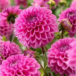 1 หัว/ออเดอร์ รักเร่ Dahlia สายพันธุ์ PINK RUNNER หัวรักเร่