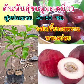 ต้นพันธุ์ชมพู่มะเหมี่ยว ต้นแข็งแรงพร้อมจัดส่ง สูงประมาณ 40-50 ซม.จัดส่งพร้อมถุงเพาะชำ 1-3 วันรับสินค้า!!