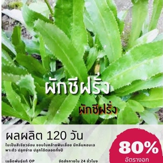 เมล็ดพันธุ์ ผักชีฝรั่ง 2500 เมล็ด Parsley ผักชี (ซื้อ 10 แถม 1 คละอย่างได้)