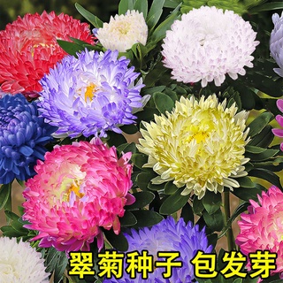 1500เม็ด【สั้นบาร์ Aster】พืชสีเขียว, ดอกไม้บานเต็มที่, บานเต็มที่