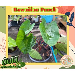 โคโลคาเซีย ฮาวาเอี้ยนพั้นซ์🪴🍕 (Colocasia Hawaiian Punch) สั่งขั้นต่ำ 3 ต้นขึ้นไป คละชนิดได้จ้า