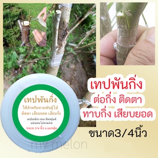 เทปพันกิ่ง ติดตา ทาบกิ่ง ขนาดกว้าง 3/4 นิ้ว ยาว 665ฟุต