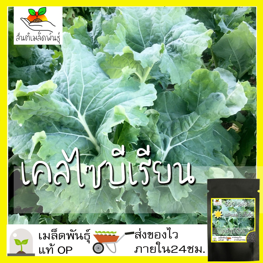 เมล็ดพันธุ์ เคลไซบีเรียน 500 เมล็ด Siberian Kale Seed เมล็ดพันธุ์แท้100% นำเข้าจากต่างประเทศ ปลูกผัก