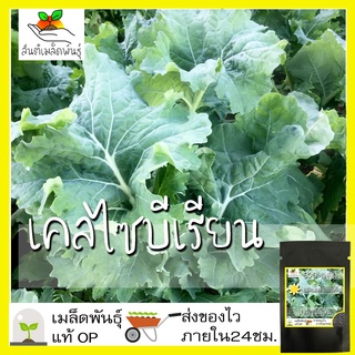 เมล็ดพันธุ์ เคลไซบีเรียน 500 เมล็ด Siberian Kale Seed เมล็ดพันธุ์แท้100% นำเข้าจากต่างประเทศ ปลูกผัก ถูก ดี สวนครัว