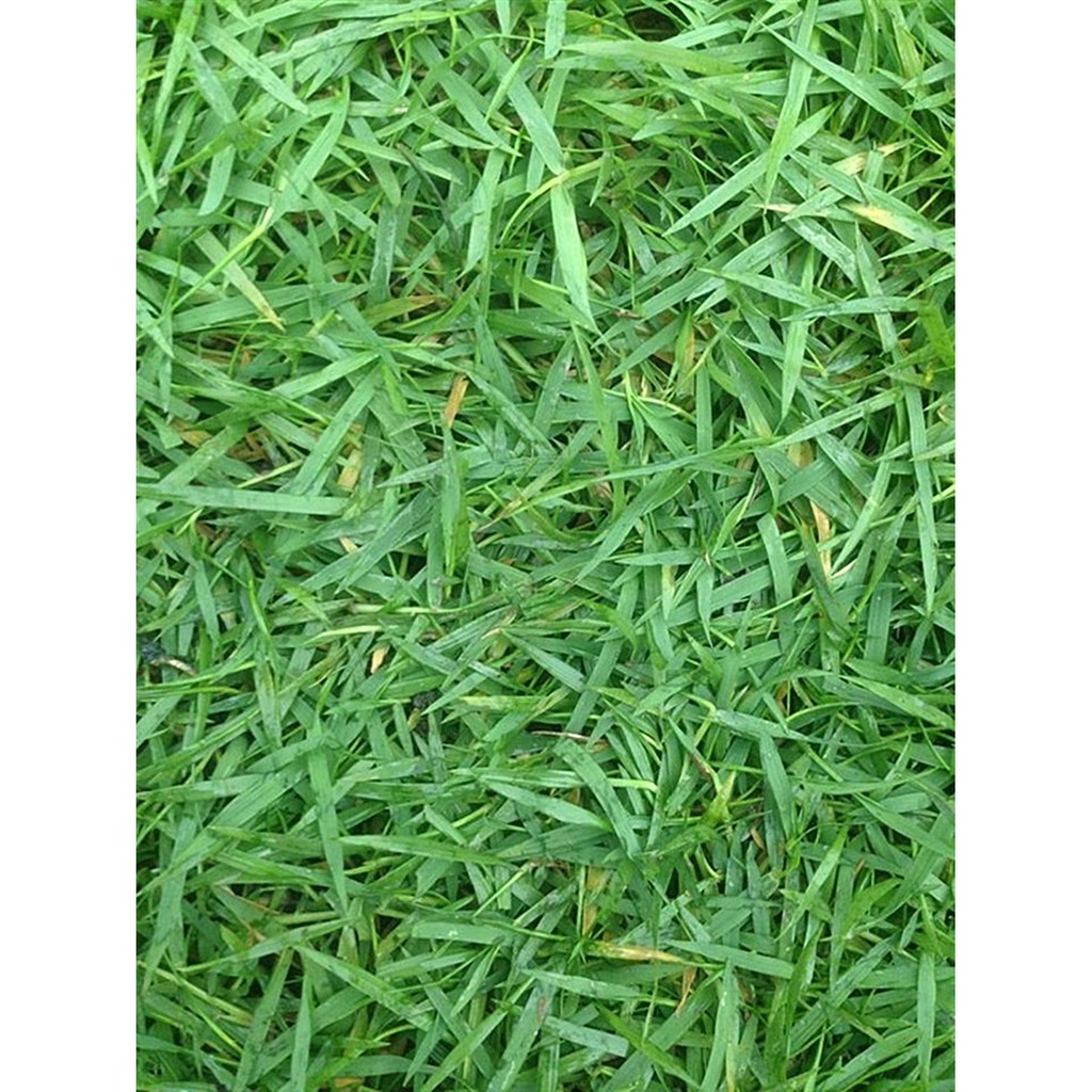 ขายส่ง 1 ขีด เมล็ดหญ้าญี่ปุ่น Japanese Lawn Grass หญ้าปูสนาม สนามหญ้า พืชตระกูลหญ้า เมล็ดพันธุ์หญ้า 