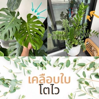 สเปรย์บำรุงใบ ใบใหญ่ ใบเขียว กระตุ้นการแตกใบ แตกยอด ปลอดภัยต่อผู้ใช้ ขนาด 450 ml