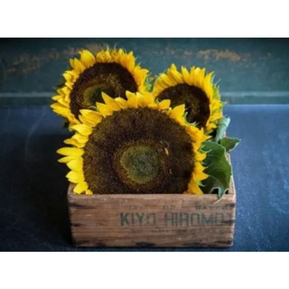 Taiyo Sunflower เมล็ดพันธุ์ทานตะวัน ไทโย