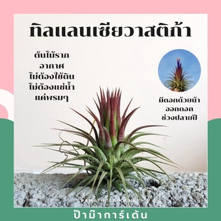 ทิลแลนเซียต้นทรงดอกบัว Tillansia ionantha druid *ปกติใบเป็นสีเขียว