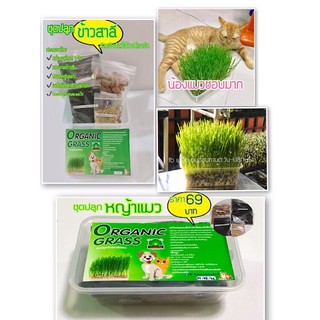 ชุดปลูกข้าวสาลี Pet Grass Organic หญ้าแมว