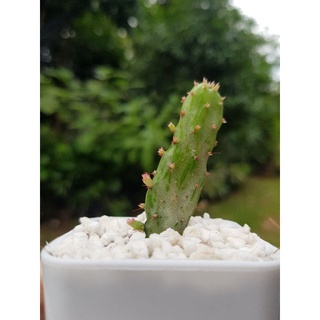 โอพันเทียด่าง (Opuntia) ล้างรากส่ง💚เลี้ยงง่ายปลูกง่ายมากจ้า🌵