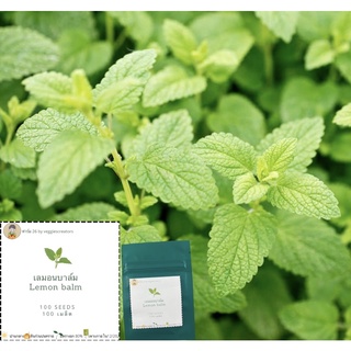 เมล็ดพันธ์ุสมุนไพร เลม่อนบาล์ม Lemon balm seed แท้ เมล็ดเลม่อนบาล์ม