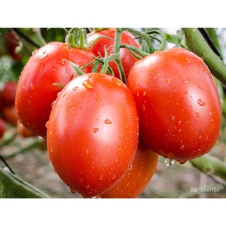 Buy 1 Free 1 20 Seeds F1 Tomato Red Oblong (105) F1 Tomato Merah Bujurรูปไข่สีแดงมะเขือเทศF1 Hybrid Genuine and freshest