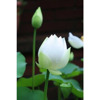 7 เมล็ด เมล็ดบัว สีขาว ดอกใหญ่ สายพันธุ์เมล็ดบัว ดอกบัว Lotus seeds.