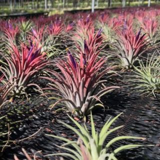 ทิลเเลนเซีย สับปะรดสี Tillandsia Ionanthared