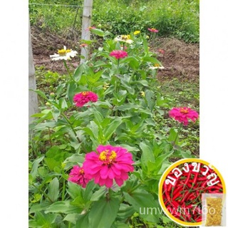 Zinnia Flower Seeds ( apprx 50 seeds )seeds/玫瑰/手链/苹果/花园/鲜花/上衣/木瓜/文胸/通心菜/ UFOH