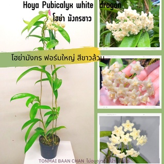 Hoya pubicalyx white dragon โฮย่ามังกรขาว ต้นไม้แขวนประดับ ส่งต้นติดดอก