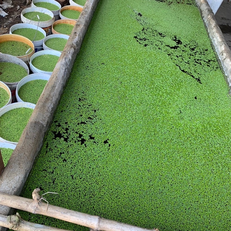พร้อมส่ง🍃ชุดใหญ่‼️แหนแดง (10 กิโลกรัม)กรมวิชาการเกษตรไมโครฟิลล่า Azolla Microphylla