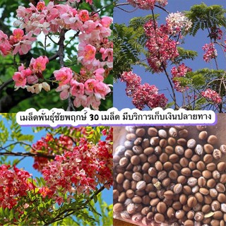 เมล็ดพันธุ์ชัยพฤกษ์ Cassia javanica 50 บาท