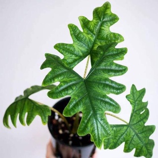 &lt;พร้อมส่ง&gt;Alocasia jacklin อโลคาเซียแจ็คลิน