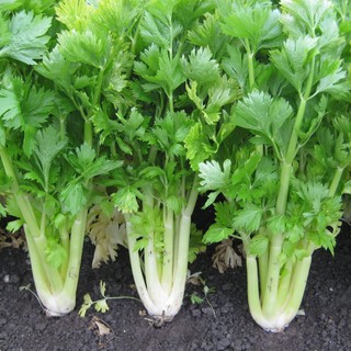 คื่นฉ่ายยักษ์📌ถูกที่สุด10บ!!คื่นฉ่ายฝรั่ง 🌱เซเลอรี่ celery 1…