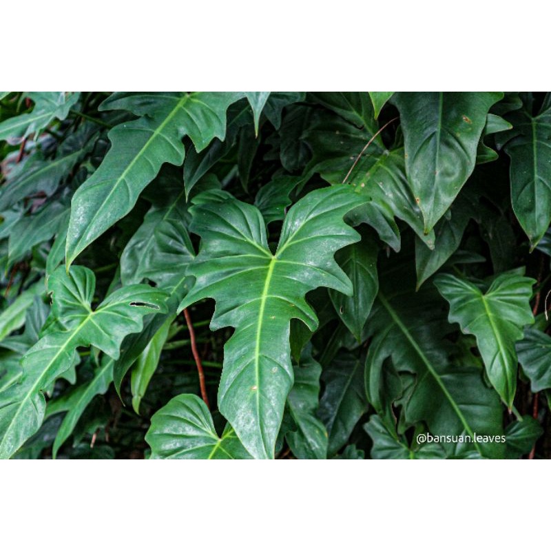 Golden Dragon 🍃ฟิโลเดนดรอน  (Philodendron minarum) ตัดสด